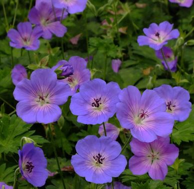 Geranium ' Azure Rush'