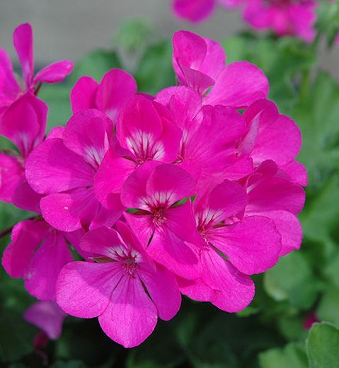 GERANIUM CALLIENTE LAVENDER