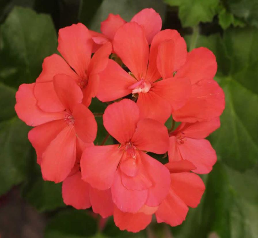 GERANIUM CALLIENTE ORANGE - 4'' POT