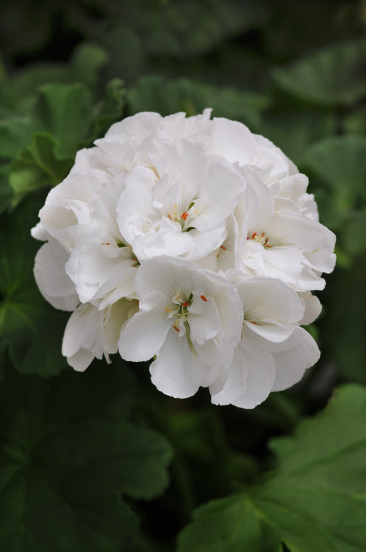 GERANIUM DYNAMO WHITE