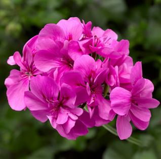 GERANIUM IVY LEAGUE ORCHID