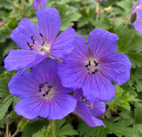 GERANIUM JOHNSONS BLUE - QUART POT