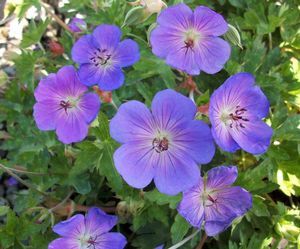 Geranium hybrid 'Rozanne'