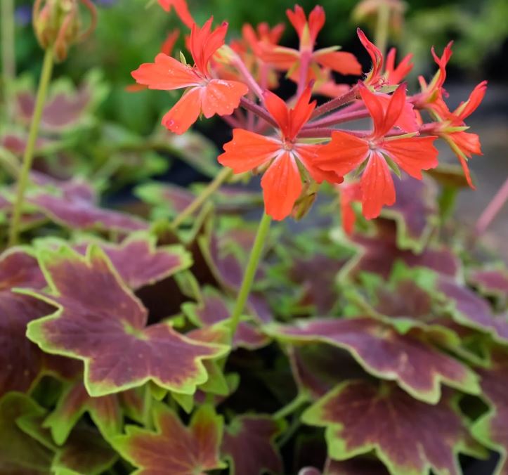 GERANIUM VANCOUVER CENTENIAL