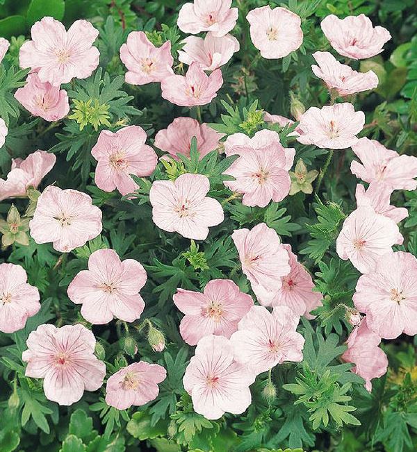 GERANIUM VISIONS PINK