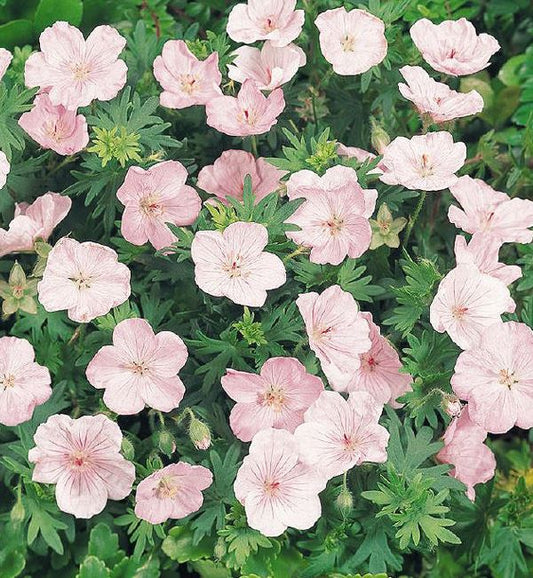 GERANIUM VISIONS PINK - QUART POT