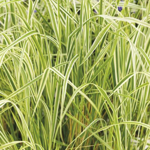 GRASS - CALAMAGROSTIS OVERDAM