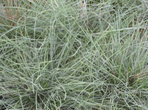 Festuca ovina glauca 'Elijah'