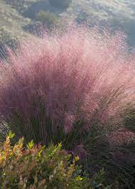 Grass - Muhlenbergia cap. 'Pink Muhly'
