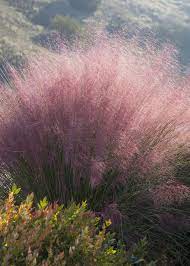 Grass - Muhlenbergia capillaris (Pink Muhly)