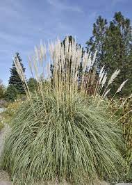 Grass - Erianthus Hardy Pampas