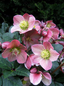 HELLEBORUS 'MERLIN'