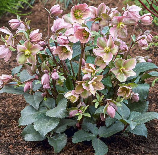 HELLEBORUS FROSTKISS 'DOROTHY'S DAWN'