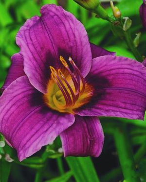 Hemerocallis 'Grape Magic'