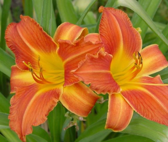 Hemerocallis 'Hot Ember'