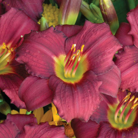 HEMEROCALLIS 'PARDON ME'  19CM