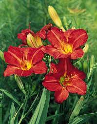 Hemerocallis 'Red Rum'