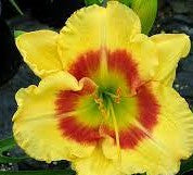 Hemerocallis 'Wings of Chance'