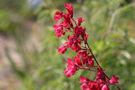 Heuchera sanguinea 'Bressingham'
