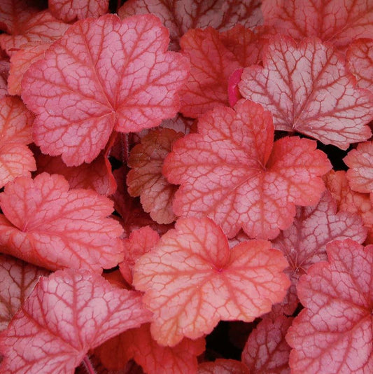 HEUCHERA GEORGIA PEACH