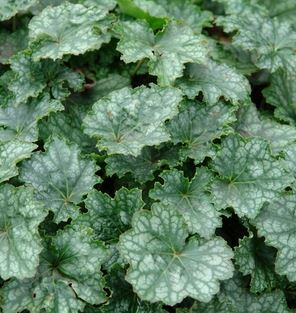 HEUCHERA LONGIFLORA