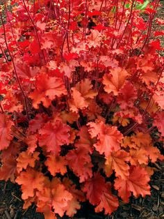 Heuchera 'Peach Crisp'