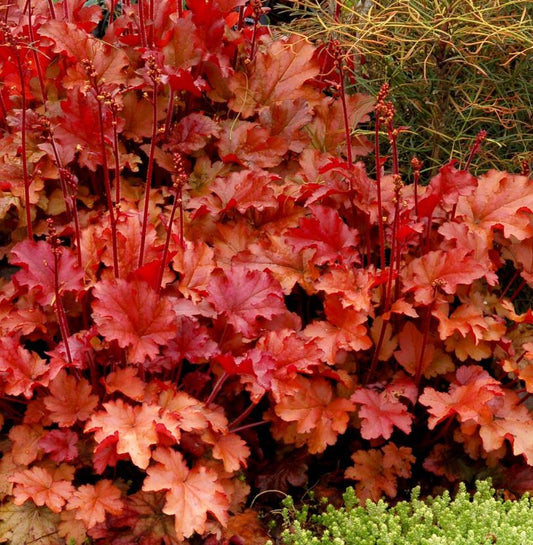 Heuchera 'Peach Flambe'