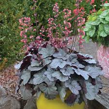 Heuchera Dolce® 'Silver Gumdrop' PW