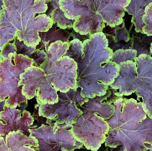 HEUCHERELLA SOLAR ECLIPSE