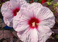 Hibiscus 'Dark Mystery'