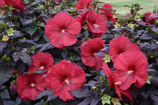 HIBISCUS 'HOLY GRAIL'