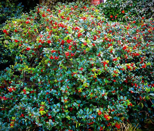 Ilex x meserveae 'Blue Prince / Princess' (combo)