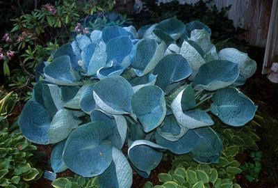 HOSTA ABIQUA DRINKING GOURD 19CM PTW
