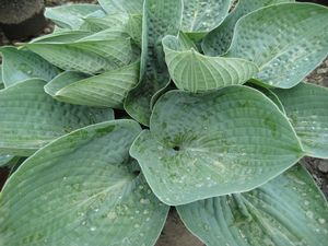 Hosta 'Big Daddy'