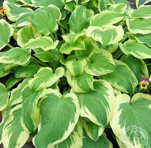 Hosta 'Delta Dawn'