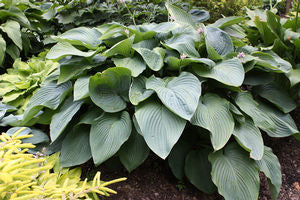 Hosta 'Empress Wu'