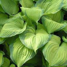 HOSTA 'GUACAMOLE'