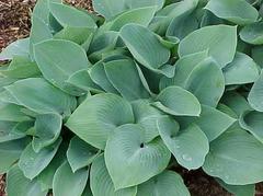 Hosta 'Halycon'