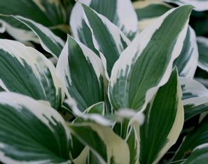 Hosta 'Patriot'