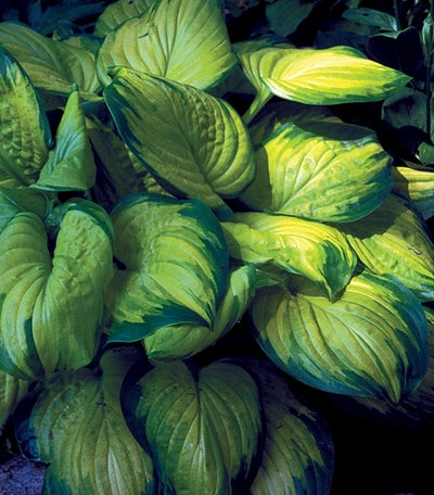 Hosta 'Stained Glass'