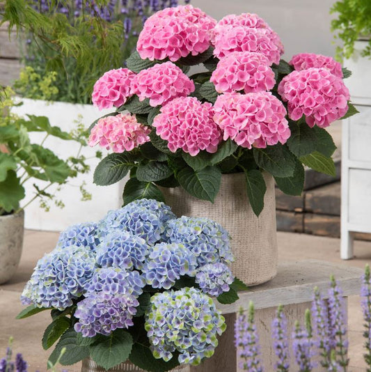 HYDRANGEA M. 'ELIZABETH ASHLEY'