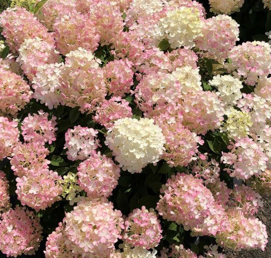 Hydrangea pan 'Fire Light Tidbit®'