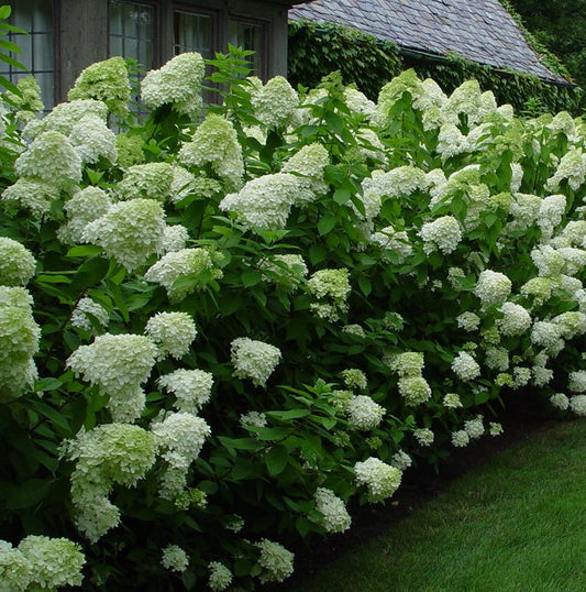 Hydrangea p. 'Limelight'