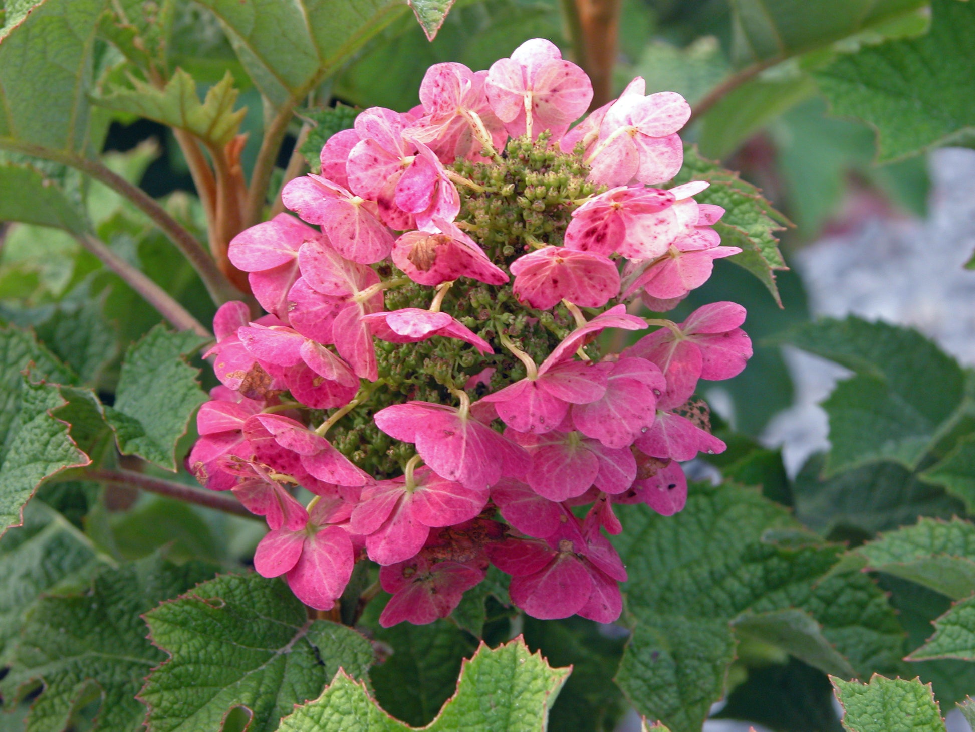 Hydrangea qu. 'Ruby Slippers'