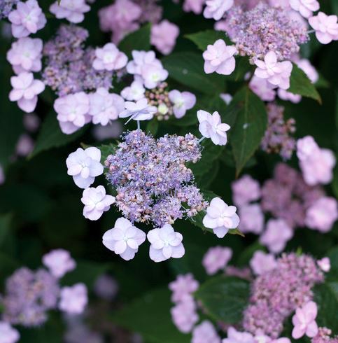 HYDRANGEA 'TINY TUFF STUFF'™ PW