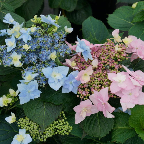 HYDRANGEA 'TUFF STUFF AH-HA'® PW