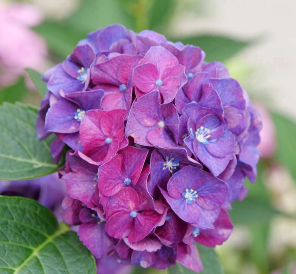 Hydrangea  'Wee Bit Grumpy'