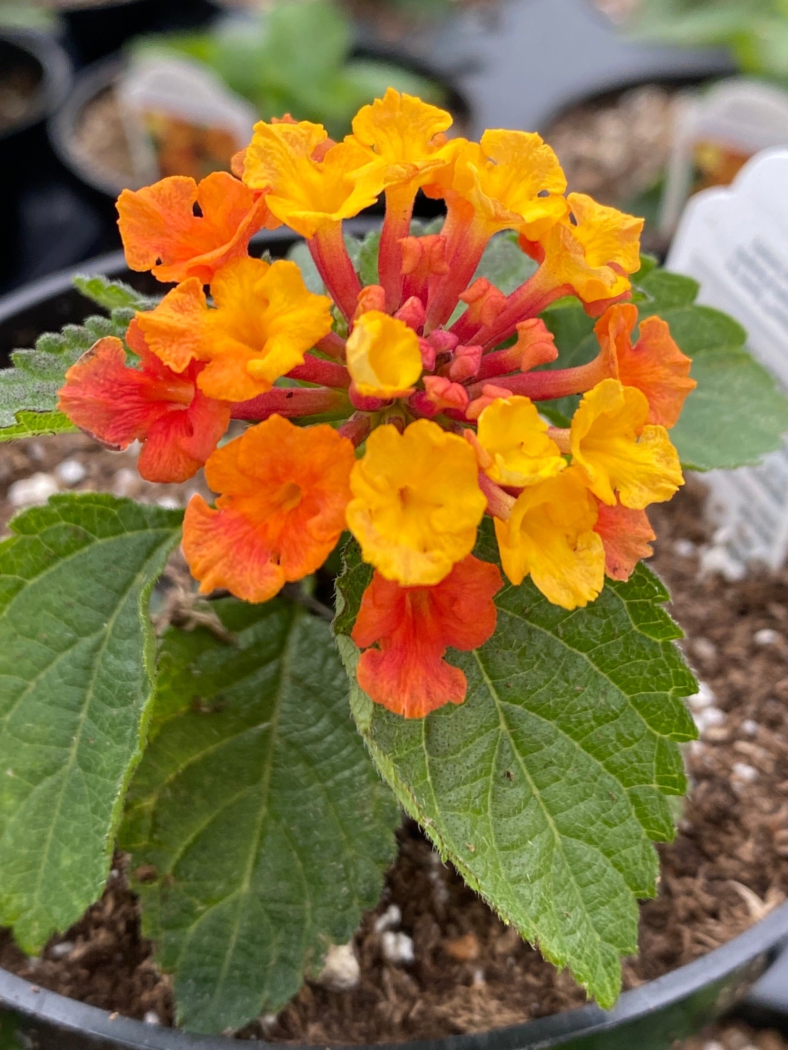 LANTANA BANDELERO GUAVA