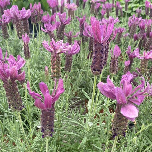 Spanish Lavender