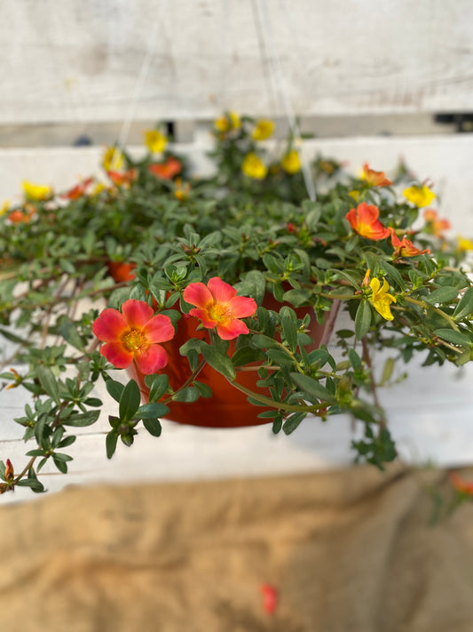 COMBO CUPCAKE PARTY - 10" HANGING BASKET